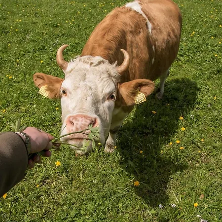 Schutzenbach Backpackers For Adults 18-35 * Lauterbrunnen