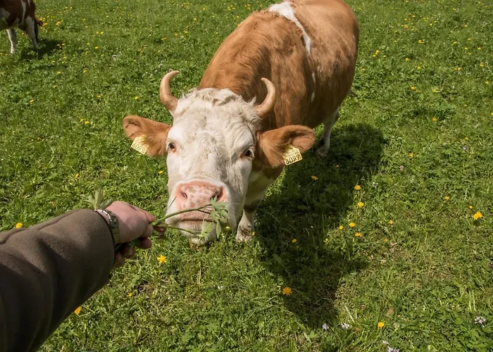 Schutzenbach Backpackers For Adults 18-34 Years Only * ラウターブルンネン